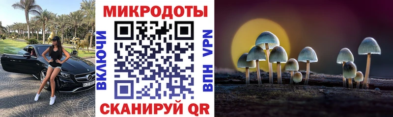 дарк нет телеграм  Верея  Псилоцибиновые грибы Psilocybe 
